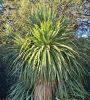 Plant thumbnail