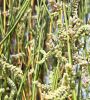 Plant thumbnail