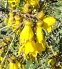 Plant thumbnail