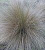 Plant thumbnail