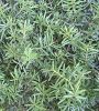 Plant thumbnail