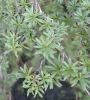 Plant thumbnail
